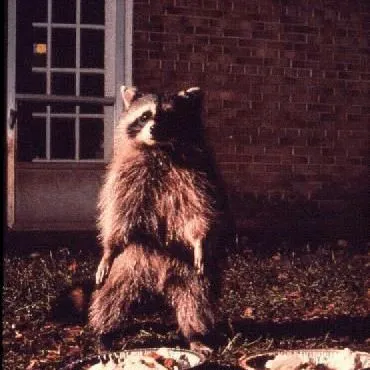 thumbnail for publication: Dealing with Unwanted Wildlife in an Urban Environment